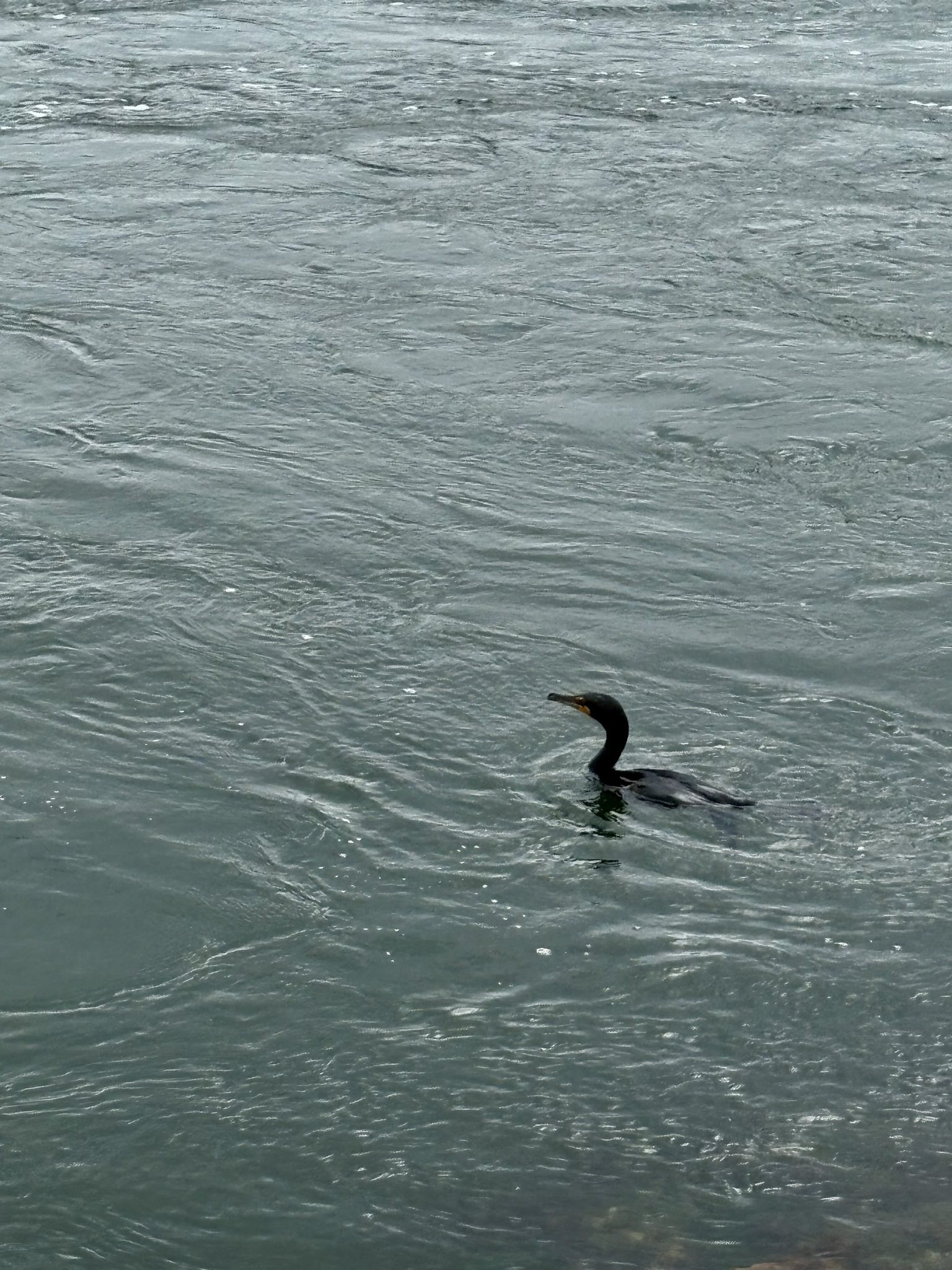 cormorant