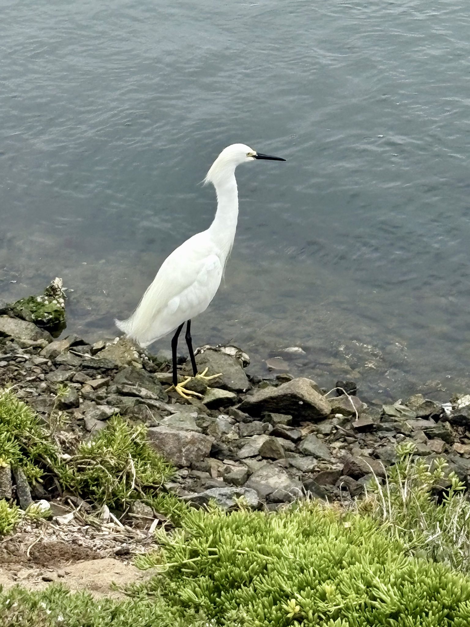 egret