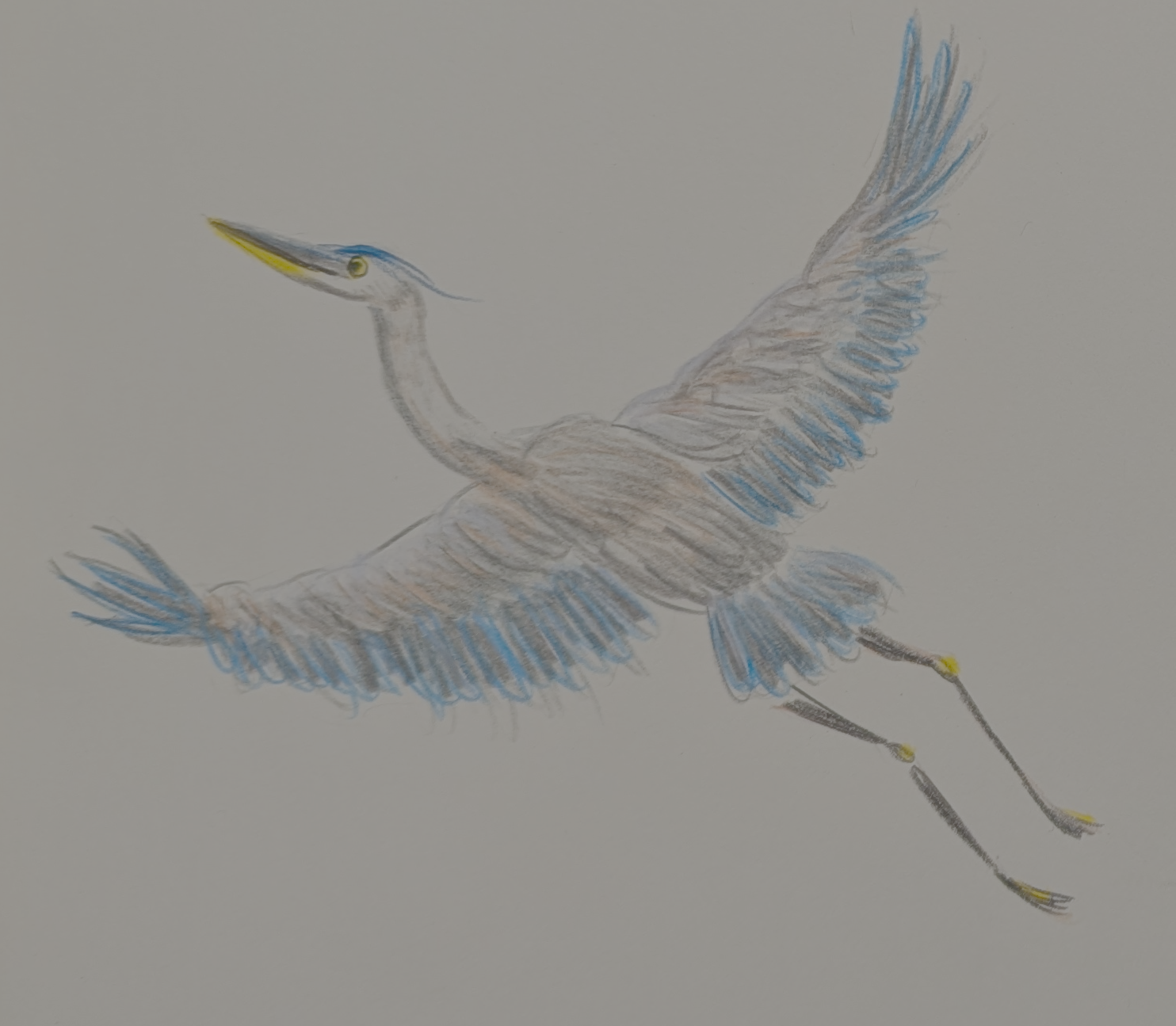 Heron in colored pencil