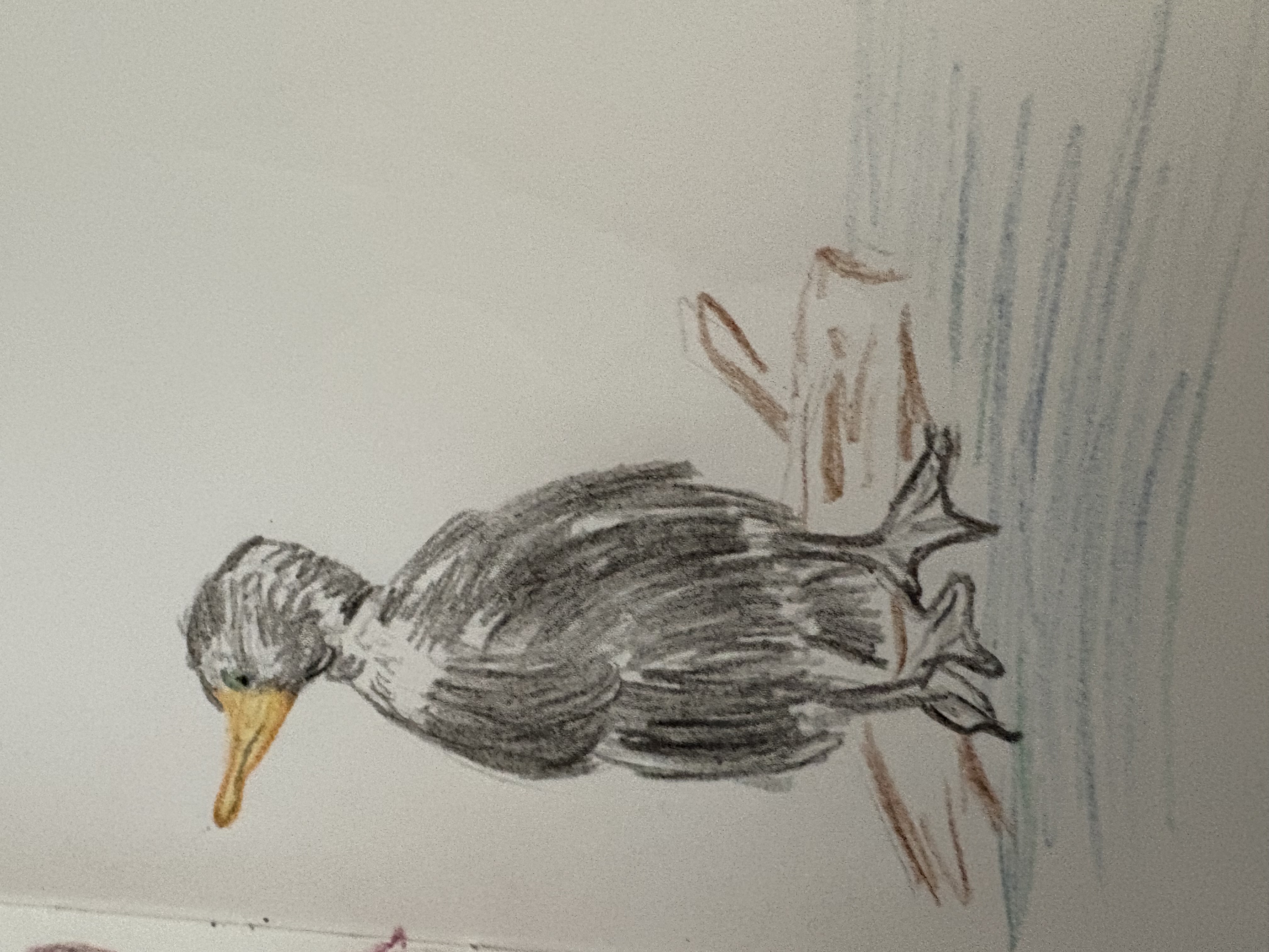 Cormorant by Rachel