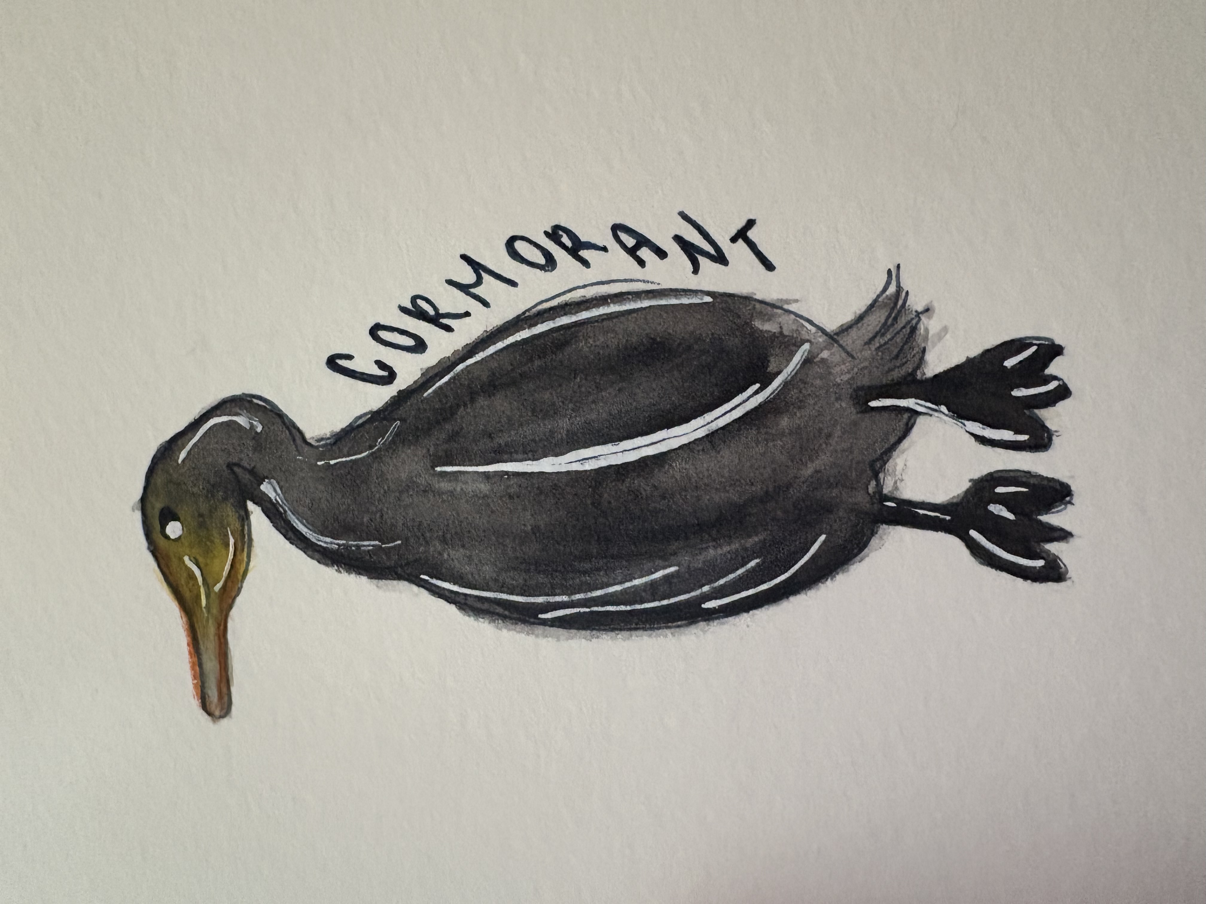 Cormorant by Stef